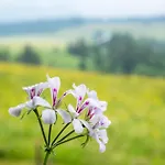 Agroturismo Schreinerhaeusle Naehe Titisee Himmelreich