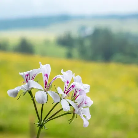 Schreinerhaeusle Naehe Titisee